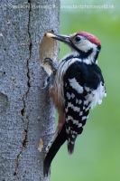 Ďateľ bielochrbtý - Dendrocopos leucotos - White-backed Woodpecker