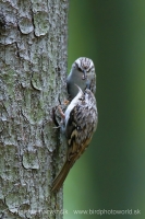 Kôrovník dlhoprstý - Certhia familiaris - Treecreeper