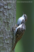 Kôrovník dlhoprstý - Certhia familiaris - Treecreeper