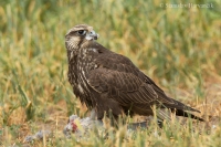 Sokol rároh - Falco cherrug - Saker Falcon