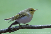 Kolibiarik sykavý - Phylloscopus sibilatrix - Wood Warbler