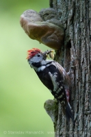 Ďateľ prostredný - Dendrocopos medius - Middle Spotted Woodpecker