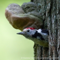 Ďateľ prostredný - Dendrocopos medius - Middle Spotted Woodpecker