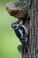 Ďateľ prostredný - Dendrocopos medius - Middle Spotted Woodpecker
