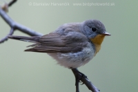 Muchárik malý - Ficedula parva - Red-breasted Flycatcher