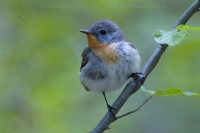 Muchárik malý - Ficedula parva - Red-breasted Flycatcher