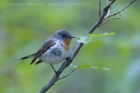 Muchárik malý - Ficedula parva - Red-breasted Flycatcher