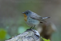 Muchárik malý - Ficedula parva - Red-breasted Flycatcher