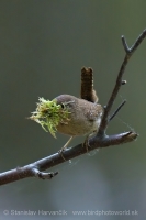 Oriešok obyčajný - Troglodytes troglodytes - Wren