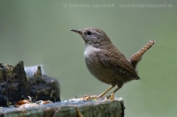 Oriešok obyčajný - Troglodytes troglodytes - Wren