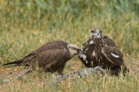 Sokol rároh - Falco cherrug - Saker Falcon