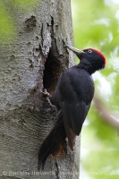 Tesár čierny - Dryocopus martius - Black Woodpecker