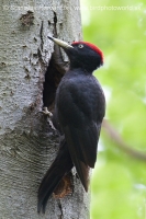 Tesár čierny - Dryocopus martius - Black Woodpecker