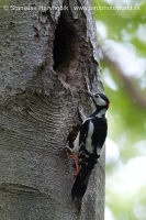 Ďateľ veľký - Dendrocopos major - Great Spotted Woodpecker