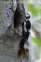 Ďateľ veľký - Dendrocopos major - Great Spotted Woodpecker