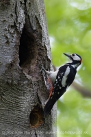 Ďateľ veľký - Dendrocopos major - Great Spotted Woodpecker