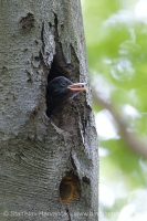 Tesár čierny - Dryocopus martius - Black Woodpecker
