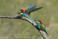 Včelárik zlatý - Merops apiaster - European Bee-eater