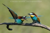 Včelárik zlatý - Merops apiaster - European Bee-eater