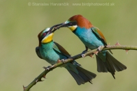 Včelárik zlatý - Merops apiaster - European Bee-eater
