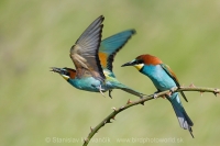 Včelárik zlatý - Merops apiaster - European Bee-eater