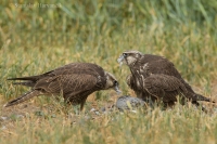 Sokol rároh - Falco cherrug - Saker Falcon