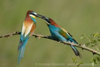 Včelárik zlatý - Merops apiaster - European Bee-eater