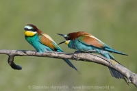 Včelárik zlatý - Merops apiaster - European Bee-eater