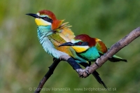 Včelárik zlatý - Merops apiaster - European Bee-eater