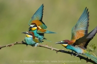 Včelárik zlatý - Merops apiaster - European Bee-eater