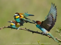 Včelárik zlatý - Merops apiaster - European Bee-eater