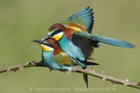 Včelárik zlatý - Merops apiaster - European Bee-eater