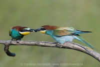 Včelárik zlatý - Merops apiaster - European Bee-eater