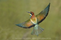 Včelárik zlatý - Merops apiaster - European Bee-eater