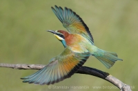 Včelárik zlatý - Merops apiaster - European Bee-eater