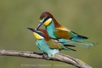 Včelárik zlatý - Merops apiaster - European Bee-eater