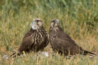 Sokol rároh - Falco cherrug - Saker Falcon