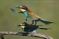 Včelárik zlatý - Merops apiaster - European Bee-eater