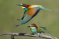 Včelárik zlatý - Merops apiaster - European Bee-eater