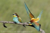 Včelárik zlatý - Merops apiaster - European Bee-eater