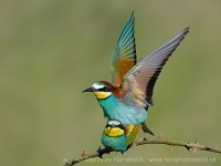 Včelárik zlatý - Merops apiaster - European Bee-eater