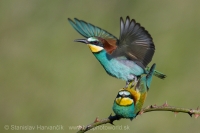 Včelárik zlatý - Merops apiaster - European Bee-eater