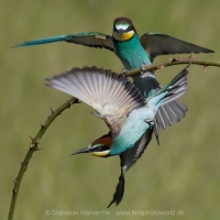 Včelárik zlatý - Merops apiaster - European Bee-eater