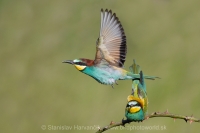 Včelárik zlatý - Merops apiaster - European Bee-eater