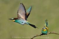 Včelárik zlatý - Merops apiaster - European Bee-eater