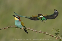 Včelárik zlatý - Merops apiaster - European Bee-eater