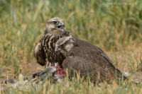 Sokol rároh - Falco cherrug - Saker Falcon