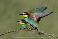 Včelárik zlatý - Merops apiaster - European Bee-eater
