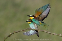 Včelárik zlatý - Merops apiaster - European Bee-eater