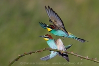 Včelárik zlatý - Merops apiaster - European Bee-eater